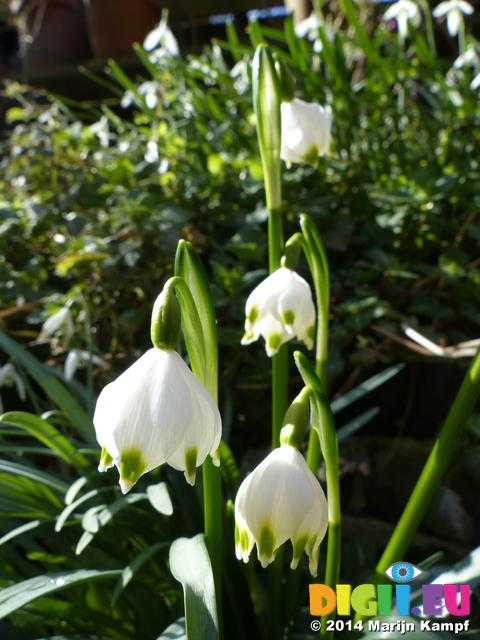 FZ003265 Spring snowflake (Leucojum vernum)